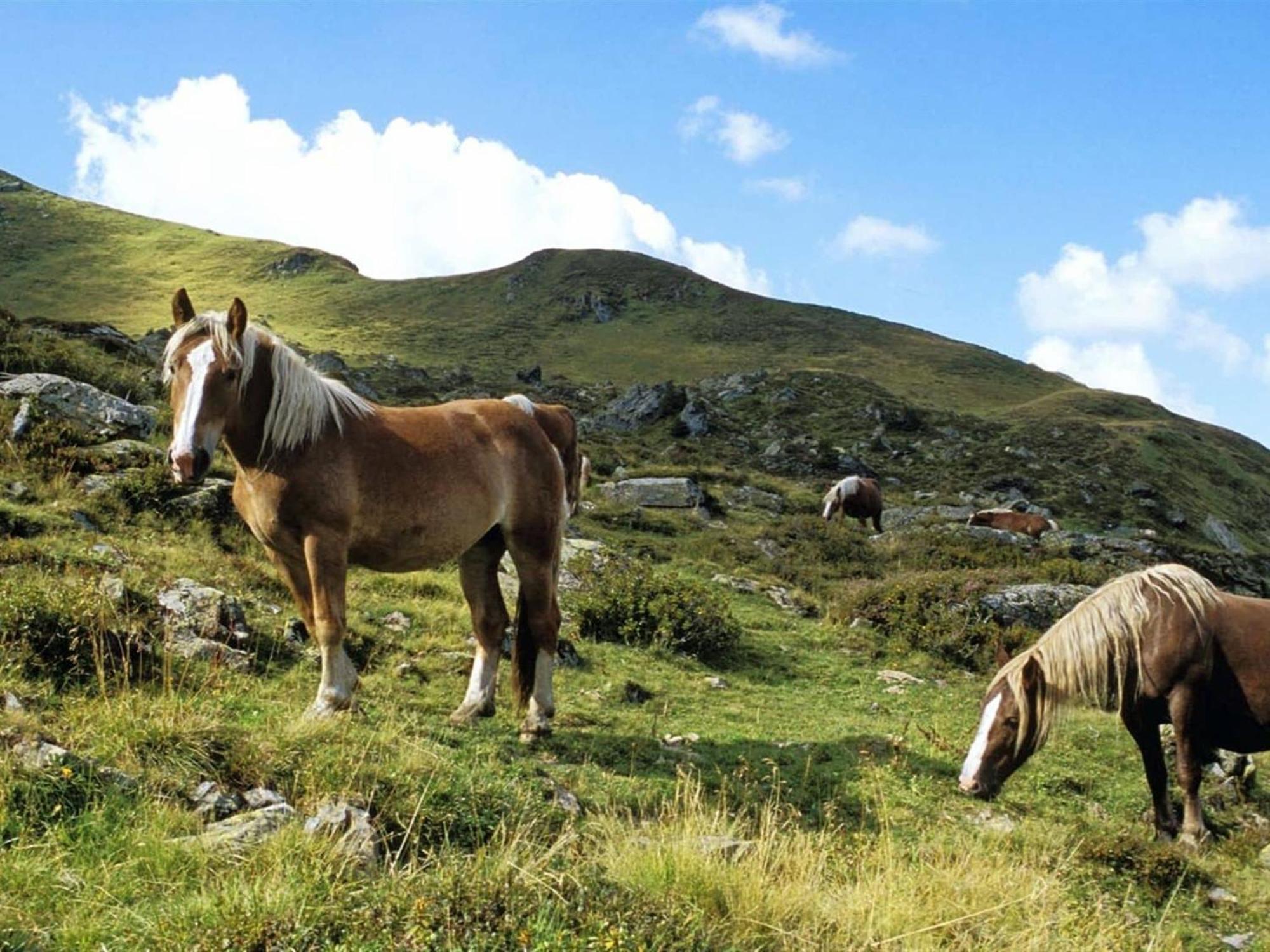 Spacious In Near Area Saalbach